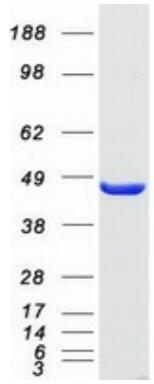 Coomassie blue staining of purified EIF4A1 protein.